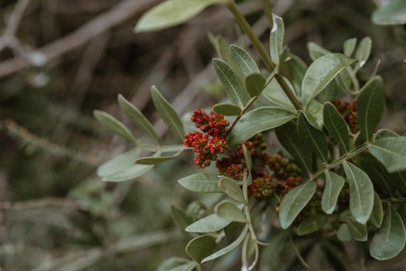 Elenagil.ph en Hamelin: Flora, Pistacia lentiscus, #planta #arbusto #naturaleza 