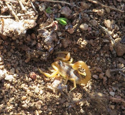 Solerantonio2 en Hamelin: Fauna  (Níjar), Escorpión amarillo