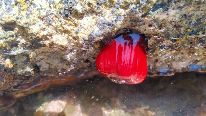 Solerantonio2 en Hamelin: Fauna  (Níjar), Tomate de mar