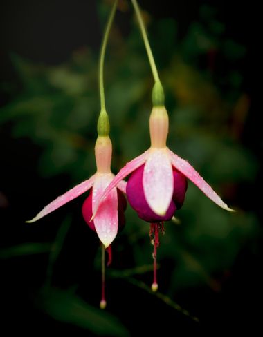 rqsalcedo en Hamelin: Flora  (Madrid), Fuchsia magellanica, #flora22 
