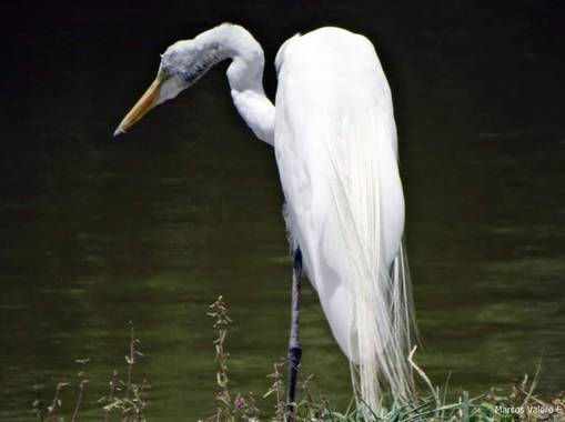 Marcos Valero Espinal  en Hamelin: Fauna  (Caracas), Ardea alba Linnaeus, 1758, #aves21 