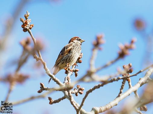 Quiquefoto en Hamelin: Fauna  (Santa Elena), Passer hispaniolensis (Temminck, 1820), #aves,#avesdeespaña
