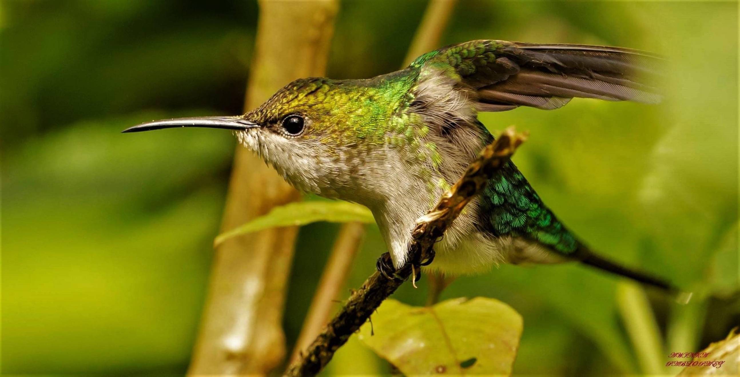 “Zafiro golondrina” (Thalurania furcata) 