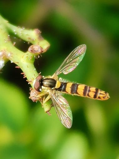 sgp47 en Hamelin: Fauna  (Londres), #fauna 