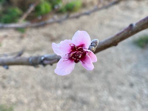 Zetadeuve en Hamelin: Flora  (Fasnia), Prunus persica, #flora21 
#tenerifelicidad 