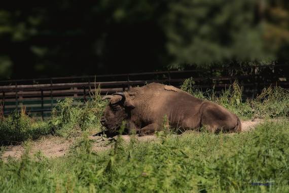 Juankafv en Hamelin: Fauna  (Białowieża), Un Bisonte Europeo descansando de la Vida Dura.

#bisonte #polonia #bialowieza #animales #fotografia #salvajes #n...