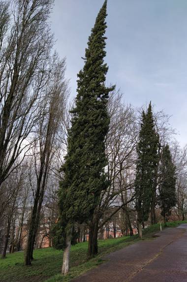 Jimenezchave en Hamelin: Flora  (San Sebastián), Cupressus sempervirens, Cupressus sempervirens, el ciprés común o ciprés mediterráneo, es una especie arbó...