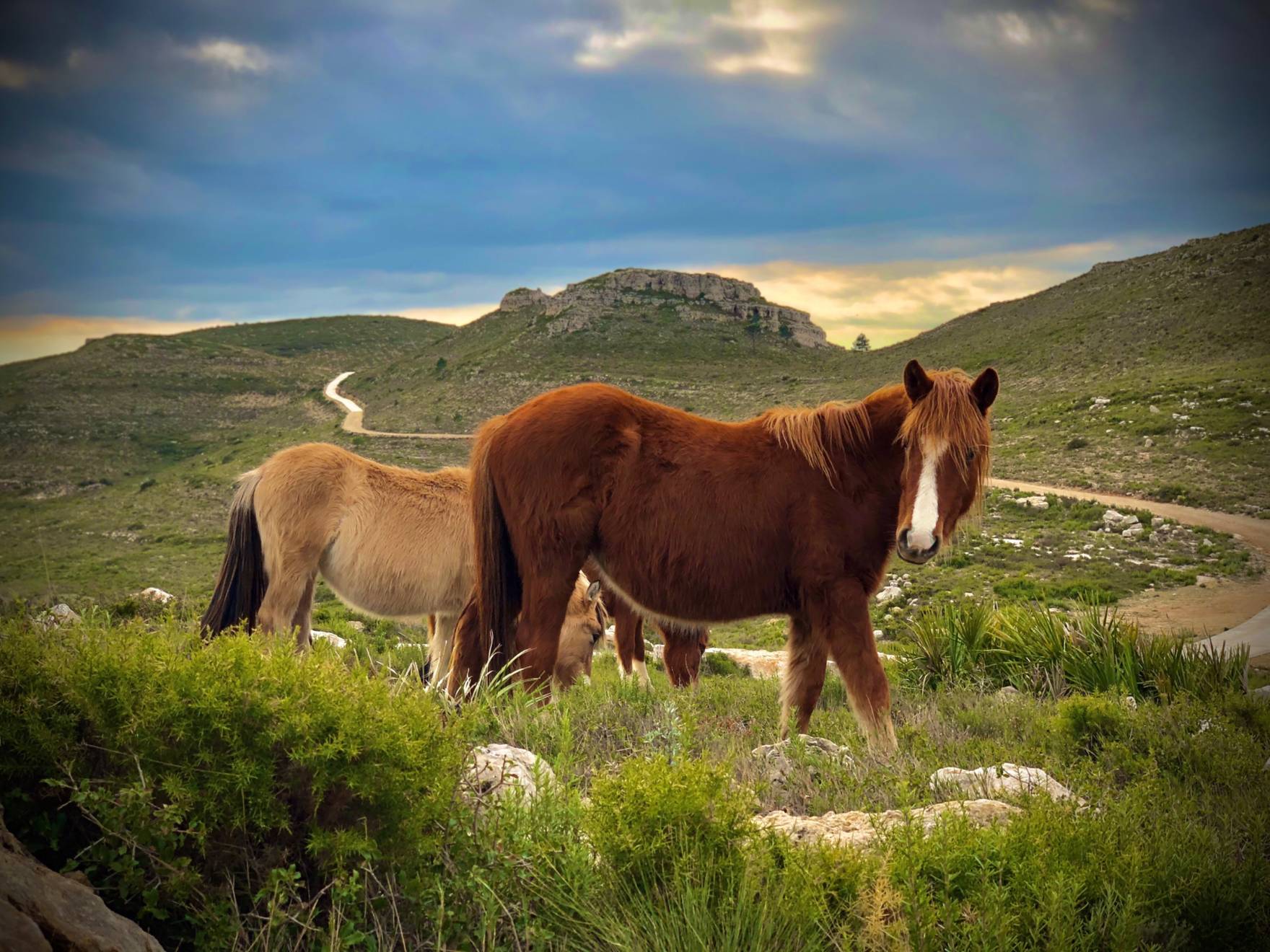 Caballos fotografiados en Tous (Comunidad Valenciana)