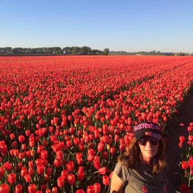 Danihorvath en Hamelin: Flora, Tulipa gesneriana, Los tulipanes en Lisse