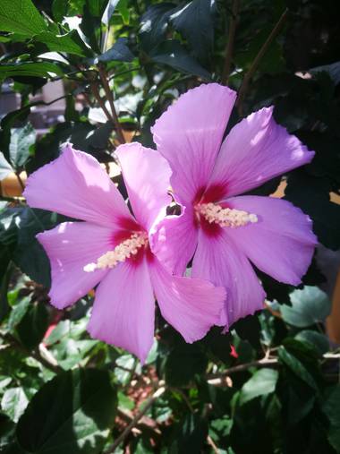 Carlos Mercado  en Hamelin: Flora  (Corozal), Hibiscus syriacus