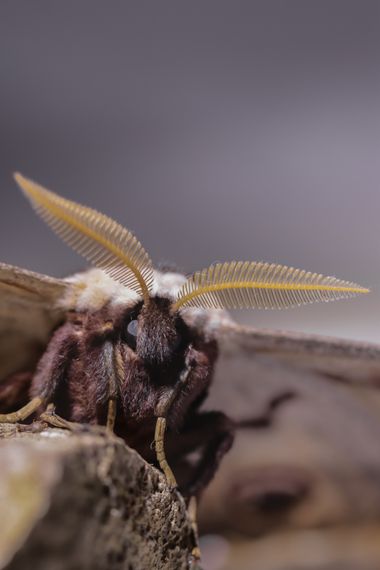 Eritz.cortazar en Hamelin: Fauna  (Cordovilla), Gran pavón

Es las especies de insectos más grande de toda europa teniendo una envergadura de 17 cm aproxim...