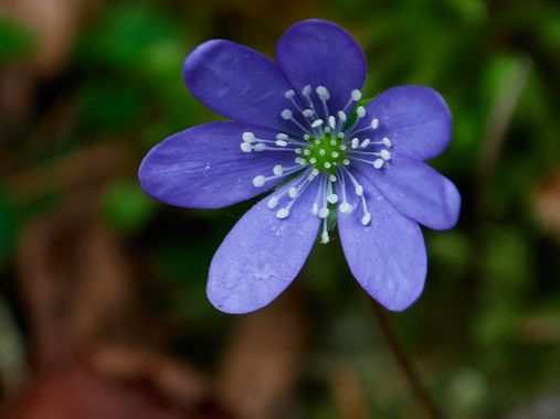 Gracia.noelia en Hamelin: Flora  (La Vall de Boí), Anemone hepatica, Flors que et trobes passejant prop de l'estany de Cavallers

#flores #planta #flower #...