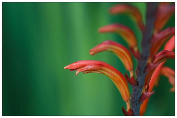 barbanegra707 en Hamelin: Flora  (Barcarrota), Chasmanthe aethiopica, #plumadefuego