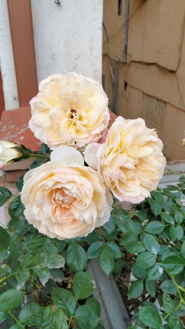 Solerantonio2 en Hamelin: Flora  (Guadix), Rosas de jardin