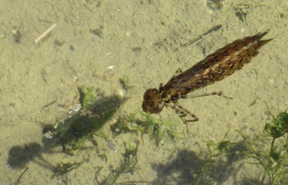 Solerantonio2 en Hamelin: Fauna  (Níjar), Insecto