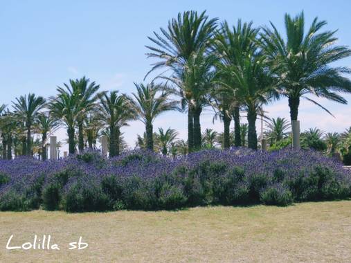 Loso.azu13 en Hamelin: Flora  (Almería), #flora21