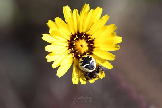 Juankafv en Hamelin: Fauna  (Málaga), Synema globosum (Fabricius, 1775), Synema globosum, Araña Napoleon 

#insectos  #colores #verde #insect #macrofotogra...