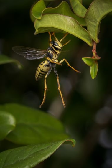 Antonio Jesús Palma Aranda en Hamelin: Fauna  (Lora del Río), Más que volar parece que saltó 😄😂

➡️ Desliza para ver el momento justo antes del vuelo

📷...
