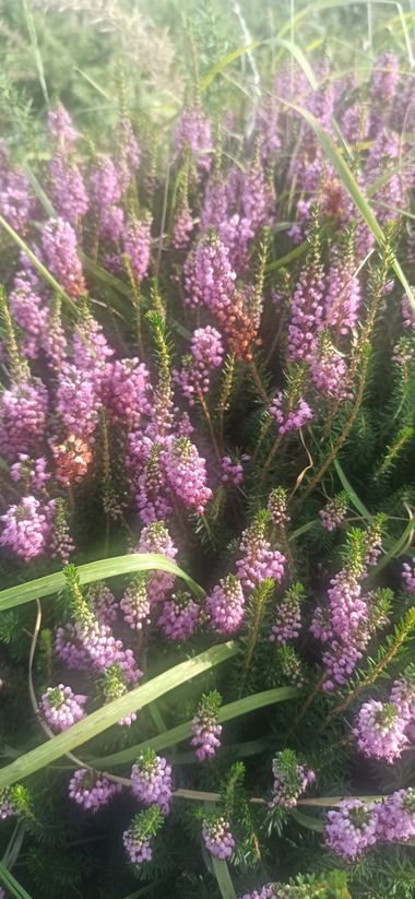 fernandezboix en Hamelin: Flora, Erica vagans