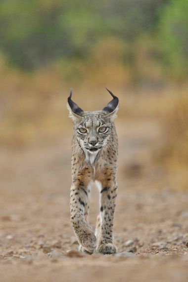 Jorge.tocino en Hamelin: Fauna, Lynx pardinus (Temminck, 1827), Queen camina imponente hacia la charca a calmar la sed antes del atardecer.
#linceiberico ...