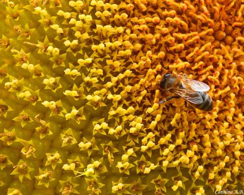 carol_ab1 en Hamelin: Flora  (Santa Cruz del Valle Urbión), Helianthus annuus, Polinización
#flora 
#fauna
#hamelin 
#burgos 
#santacruzdelvalleurbion
#gir...