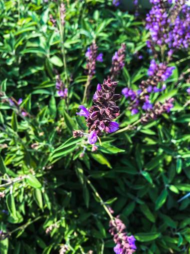 carogv1995 en Hamelin: Flora  (Mula), #flora21 #bellezadelanaturaleza