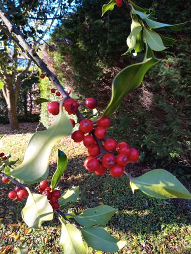 Alquimia Natural en Hamelin: Flora  (Camargo), Ilex aquifolium, Pasión 💕😍🙏