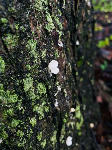 #adrimoreno en Hamelin: Observación  (Cartago), #fotocelular#naturaleza#hongos