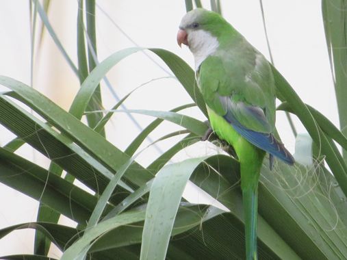 Solerantonio2 en Hamelin: Fauna  (Almería), Cotorra argentina