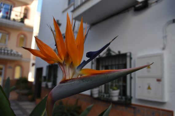 Solerantonio2 en Hamelin: Flora  (Torrox), Flor ave del paraiso
