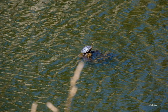 Malofer2 en Hamelin: Fauna  (Orense), Trachemys scripta elegans
Galápago de Florida
Tortuga de orejas rojas
Esta tortuga tomando el sol en el río Loña (Our...