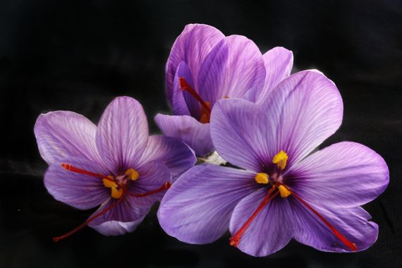 Cbayonl47 en Hamelin: Flora, Crocus sativus, #flowers #azafrán #saffron
