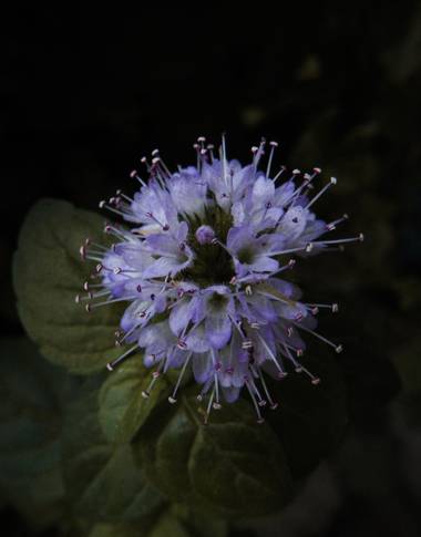 Pikeriel en Hamelin: Flora, Mentha aquatica, #flores #flower #flowers 