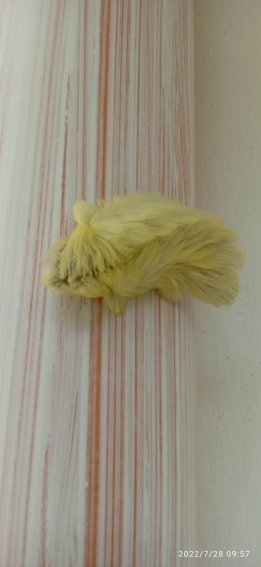 Acriestructurabarrera en Hamelin: Fauna 