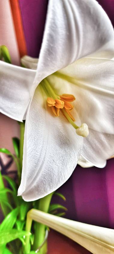 gisca72 en Hamelin: Flora, Lilium longiflorum, #flor #perfecion