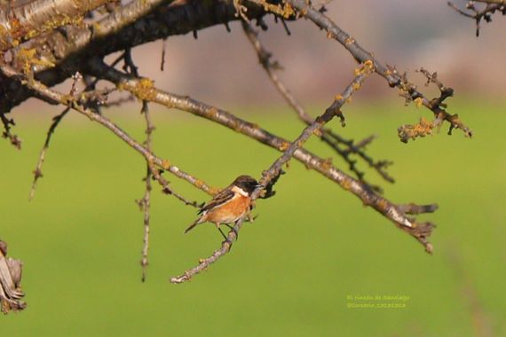 Smatae en Hamelin: Fauna  (Aranjuez), Saxicola rubicola (Linnaeus, 1766), #aves