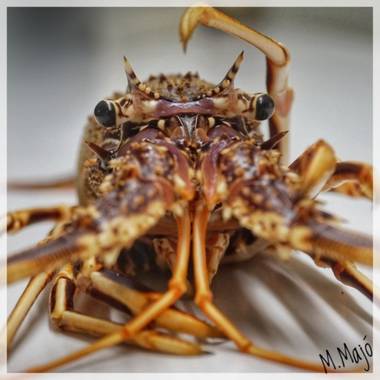 Nikaxina en Hamelin: Fauna, #langosta #crustacean #marisco #marino