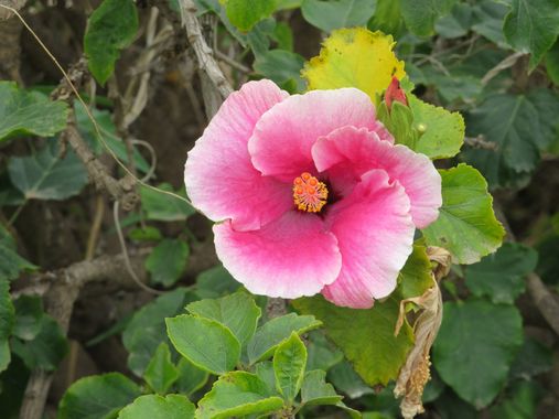 Solerantonio2 en Hamelin: Flora  (Almería), Planta