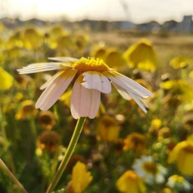 Ajreinapacheco en Hamelin: Flora  (Humilladero), #flora21 