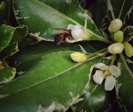 Lys Du Mort Photography en Hamelin: Fauna  (Barcelona), #polinizador #barcelona 