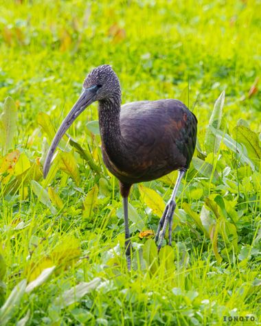 Ignoto en Hamelin: Fauna  (Almonte), Plegadis falcinellus (Linnaeus, 1766)