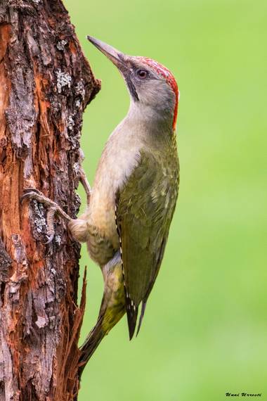 Unai Urresti en Hamelin: Fauna  (Crémenes), Picus sharpei (Saunders, 1872), Hembra de Pito Real.

#aves21 #pitoreal  #fauna