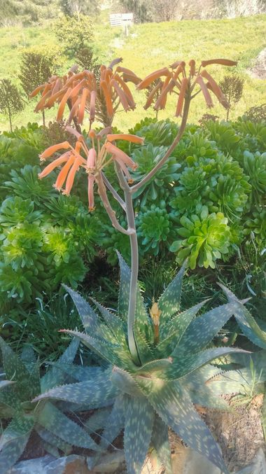 Solerantonio2 en Hamelin: Flora  (Sorbas), Aloe maculata, Planta
