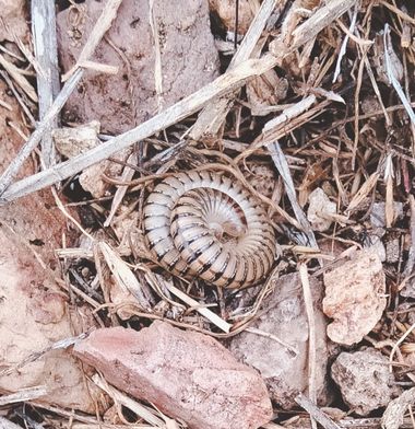 Solerantonio2 en Hamelin: Fauna  (Níjar), Insecto