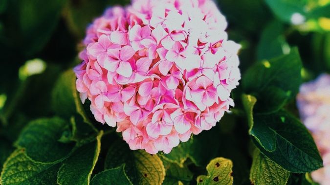 Andresaleszs en Hamelin: Flora 