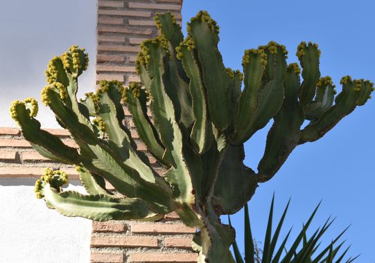 Solerantonio2 en Hamelin: Flora  (Almería), Euphorbia murielii, Captus