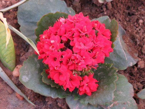 Solerantonio2 en Hamelin: Flora  (Almería), Kalanchoe delagoensis, Planta