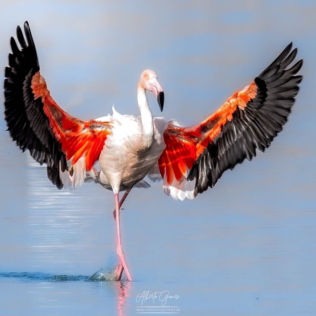 “Flamenco común" (Phoenicopterus roseus)