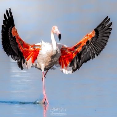 Alberto Gómez  en Hamelin: Fauna, Phoenicopterus roseus Pallas, 1811, #aves #flamenco #toledo #humedal 