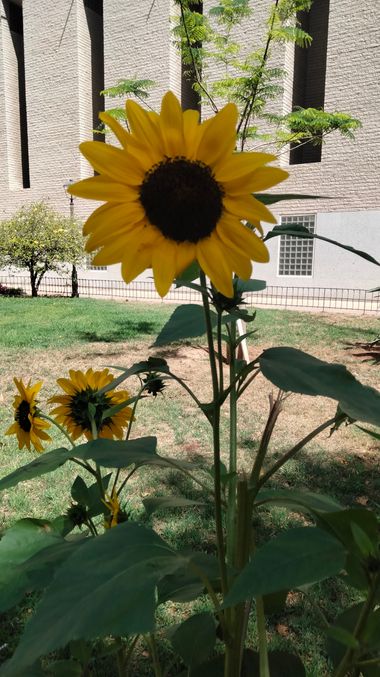 Solerantonio2 en Hamelin: Flora  (Almeria), Planta de girasol